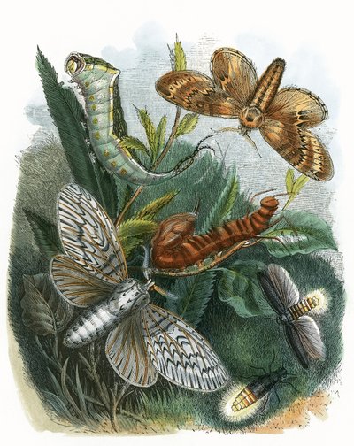 O Biotério da Borboleta de English School